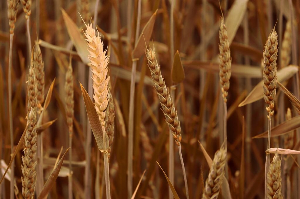 wheat field, wheat, spike-5271624.jpg