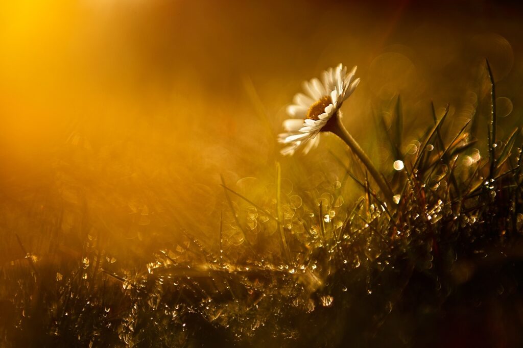 beautiful flowers, flower background, flower wallpaper-4373803.jpg