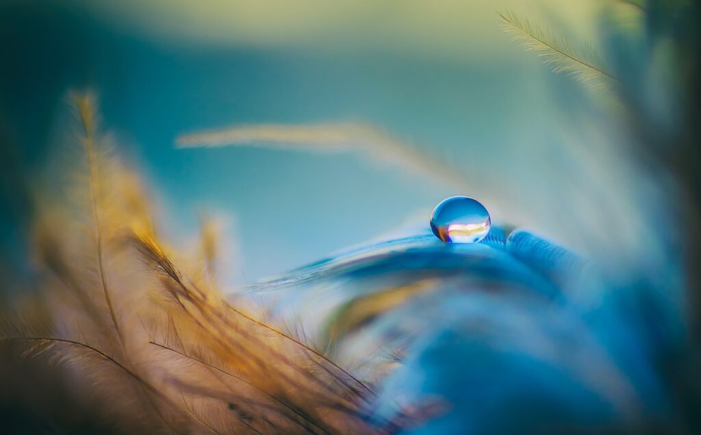 droplet, feathers, blue-3716288.jpg