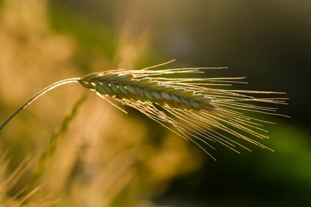 rye, ear, grain-8080482.jpg