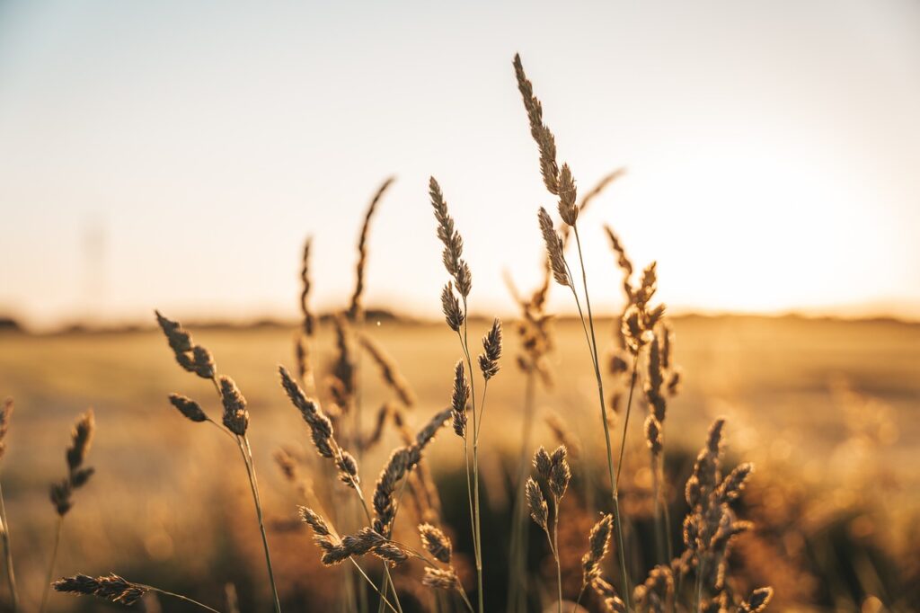 grain, agriculture, golden, sunset, light reflection, bokeh, light, nature, wheat, grain, sunset, wheat, wheat, wheat, wheat, wheat